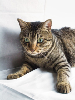 neko20250425_1.jpg