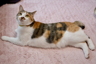 neko20250425_2.jpg