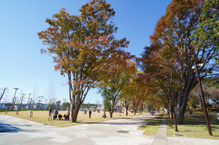 tsuruma-park20191121.jpg